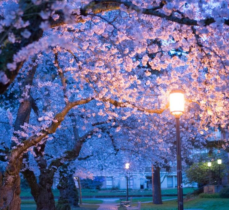 Upcoming Sakura Language Events